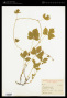 Rubus pubescens Raf.