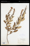 Spiraea douglasii Hook.