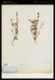 Eriogonum abertianum Torr.