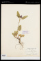 Prunella vulgaris L.
