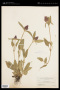 Prunella vulgaris L.