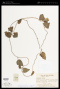 Codonopsis affinis Hook.f. & Thomson