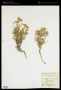 Eriophyllum confertiflorum (DC.) A.Gray