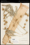 Dendrocalamus strictus (Roxb.) Nees