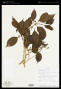 Blakea henripittieri (Cogn.) Penneys & Almeda