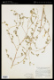 Lagophylla ramosissima Nutt.