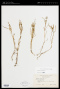 Lasthenia glaberrima DC.