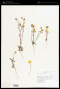 Malacothrix torreyi A.Gray