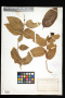 Xylosma schwaneckeana (Krug & Urb.) Urb.
