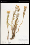 Senecio spartioides Torr. & A.Gray