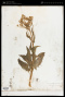Senecio triangularis Hook.