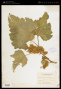 Xanthium