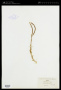 Arabis cusickii S.Watson