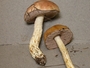 Austroboletus orientalis