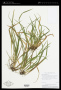 Carex abscondita Mack.