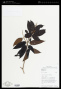 Miconia brevipes Benth.