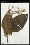Miconia ampla Triana