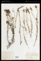 Castilleja flava S.Watson