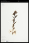 Castilleja septentrionalis Lindl.