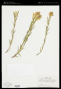 Castilleja sulphurea Rydb.