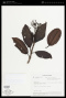 Miconia corymbiformis Cogn.