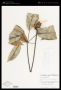 Schefflera morototoni (Aubl.) Maguire, Steyerm. & Frodin