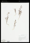 Mimulus rubellus A.Gray