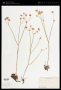 Eriogonum nudum Douglas ex Benth.