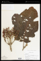 Miconia calvescens DC.