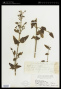 Scrophularia