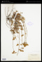 Eriogonum marifolium Torr. & A.Gray
