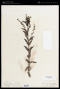 Veronica catenata Pennell