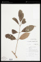 Aglaia apiocarpa (Thwaites) Hiern