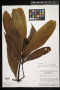 Palicourea virens (Poepp.) Standl.