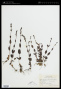 Veronica wormskjoldii Roem. & Schult.