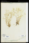 Minuartia tenella (J.Gay) Mattf.