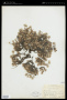 Paronychia argyrocoma (Michx.) Nutt.