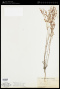 Eriogonum polycladon Benth.