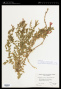 Epilobium canum subsp. latifolium (Hook.) P.H.Raven