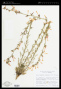 Ipomopsis aggregata (Pursh) V.E.Grant var. aggregata