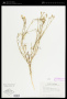 Ipomopsis longiflora (Torr.) V.E.Grant