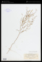 Gayophytum diffusum Torr. & A.Gray subsp. diffusum