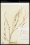 Polygonum douglasii Greene