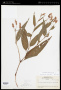 Persicaria pensylvanica (L.) M.Gómez
