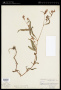 Persicaria pensylvanica (L.) M.Gómez
