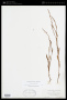 Polygonum douglasii Greene