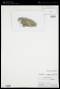 Cladophora crispata (Roth) Kütz.