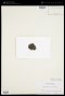 Dichotomosiphon pusillus Collins
