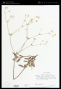 Eriogonum pendulum S.Watson