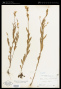 Oenothera pumila